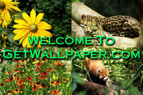 Welcome to GetWallpaper.com! Click to enter.